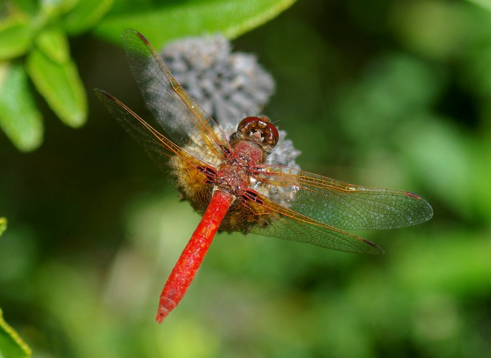 MEADOWHAWK, CARDINAL (sympetrum illotum) (5-28-06), san luis obispo co, ca -2