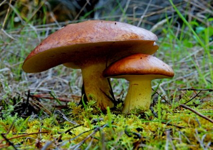 Boletus Suillus grevillei. photo