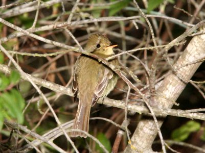 FLYCATCHER, PACIFIC-SLOPE (3-18-09) cerro alto rd -01