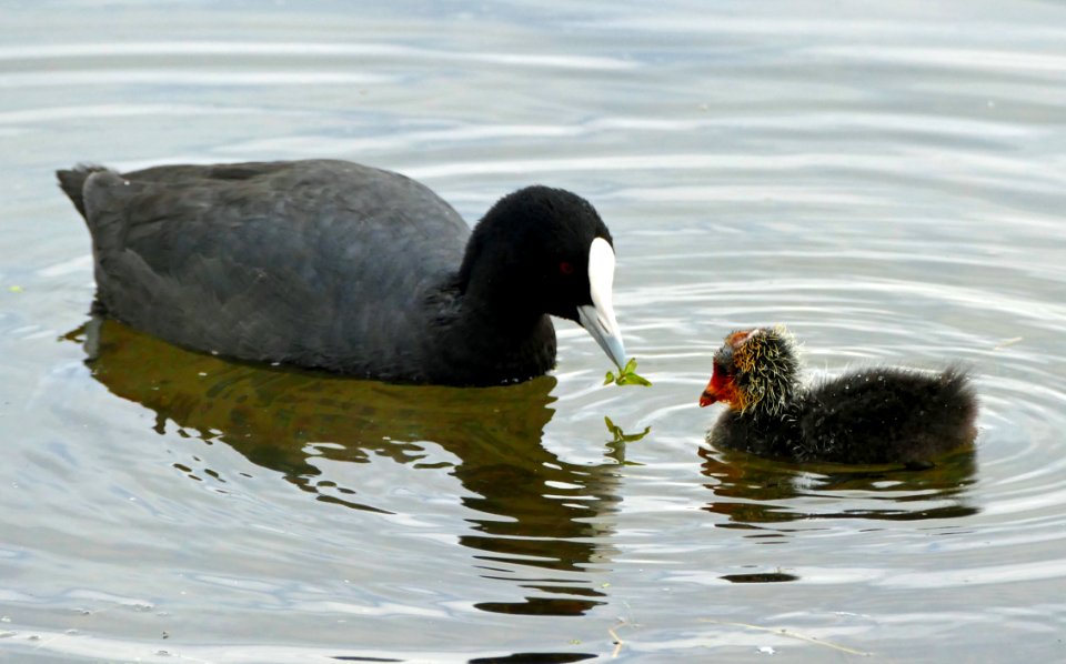 The Australian coot (Fulica atra australis) photo