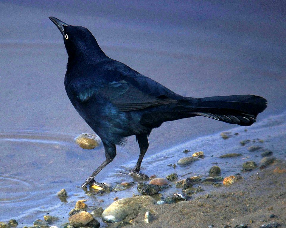 GRACKLE, GREAT-TAILED (11-14-06)-04