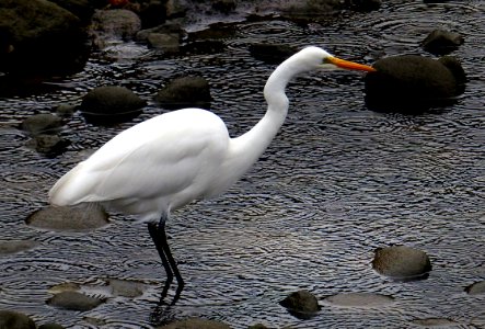 The White Heron (Kotuku) NZ