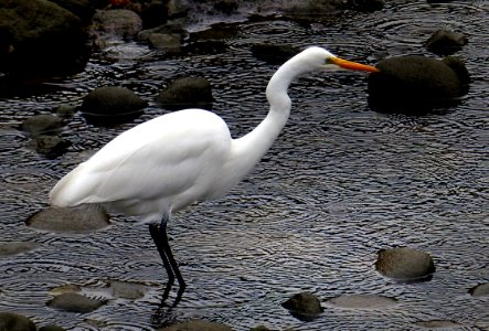 The White Heron (Kotuku) NZ photo