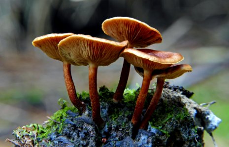 Hypholoma (Genus)