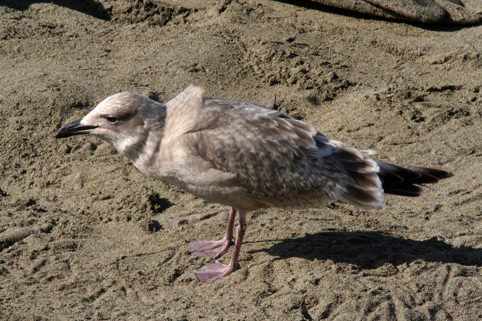 GULL, THAYER'S (2-12-09) first winter, elephant seal overlook -03