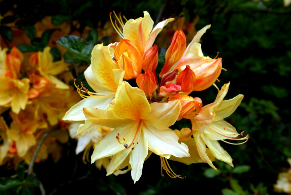 Rhododrendron Kaempferi