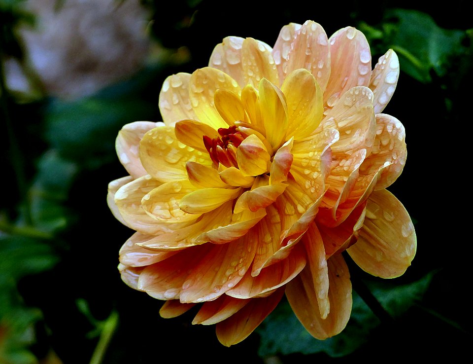 Margaret Haggo. Dahlia.