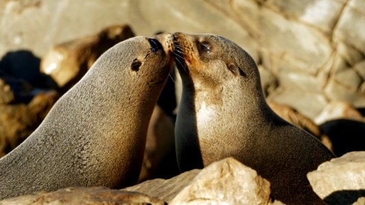 A touching moment. NZ Fur Seals. photo