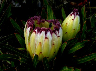 Protea 'White Ice' FZ200 photo