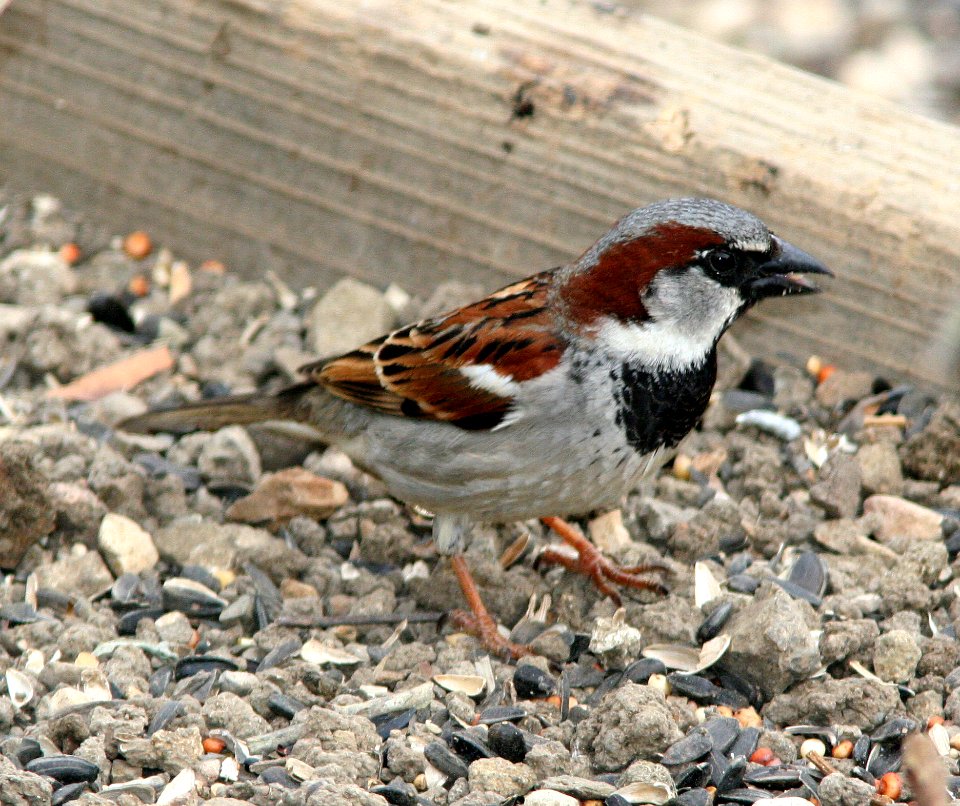 SPARROW, HOUSE (4-11-07) canet rd, morro bay, slo co, ca