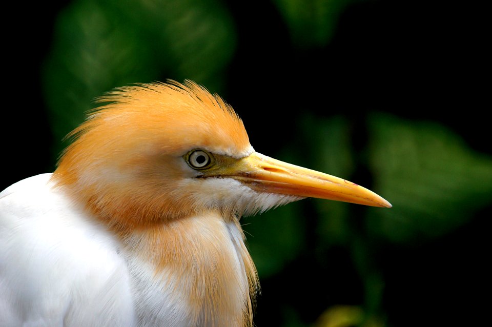 Cattle Egret (Bubulcus ibis) photo