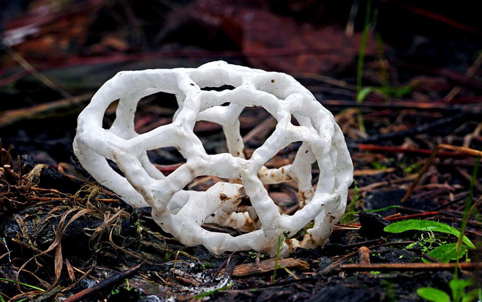 Basket fungi. (Ileodictyon cibarium)
