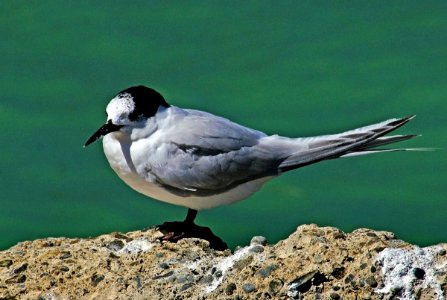 White fronted tern NZ photo