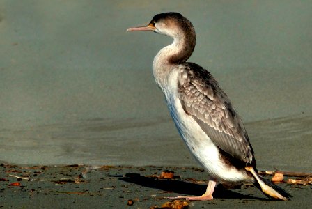 Parekareka, the spotted shag. NZ photo