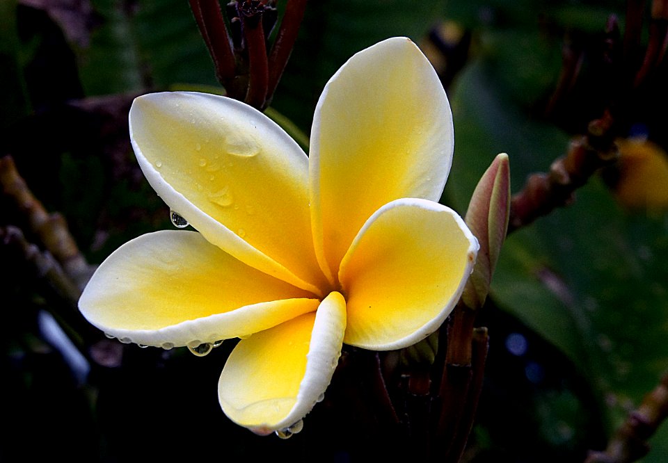 Plumeria (Frangipani)