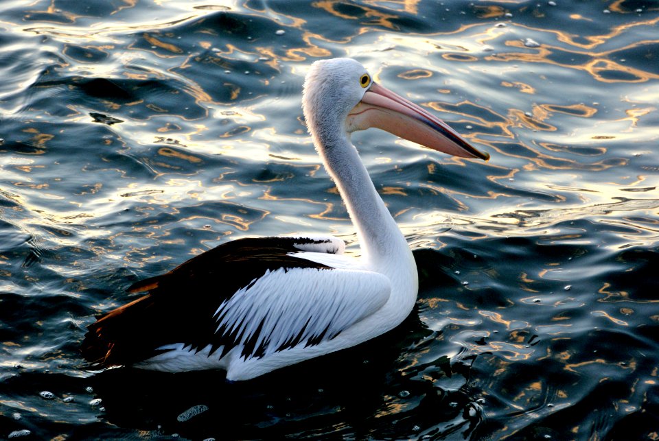 Pelican. (Pelecanus conspicillatus)