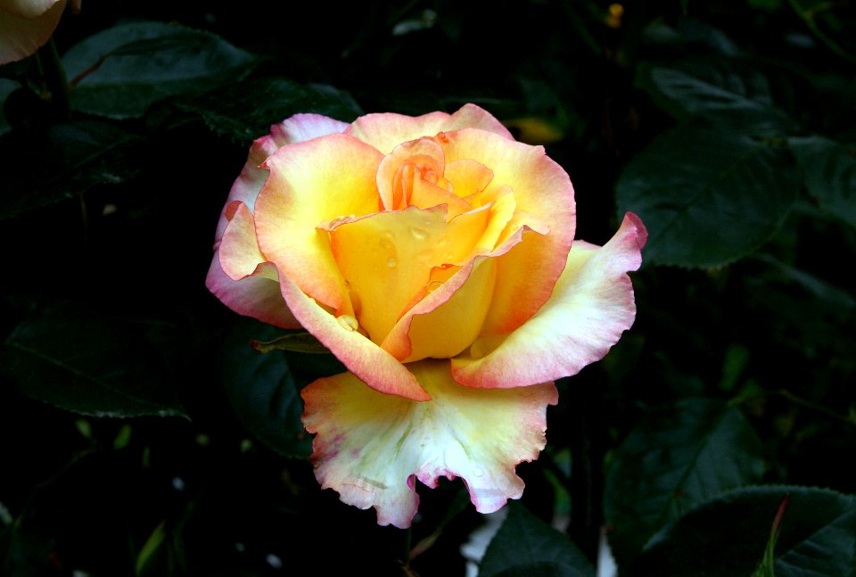 Solitaire rose.