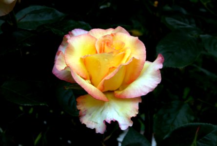 Solitaire rose. photo