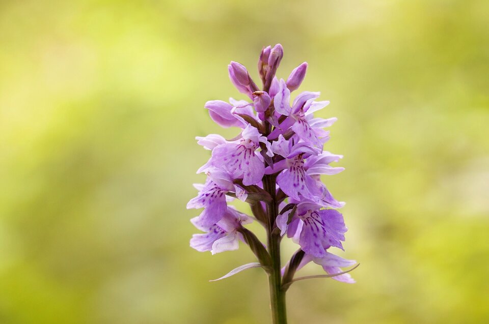 Nature pink close up photo