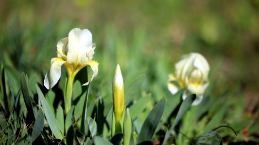 Petits iris jaunes de la garrigue. photo