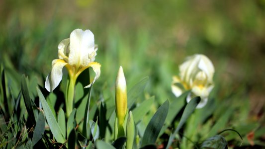 Petits iris jaunes de la garrigue.