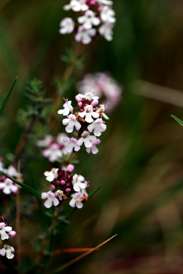 Flore montpelliéraine