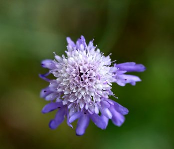 Fleurs du solstice