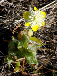 CREAM CUP (platystemon californicus)  (3-28-07) car, w of Lawson sp