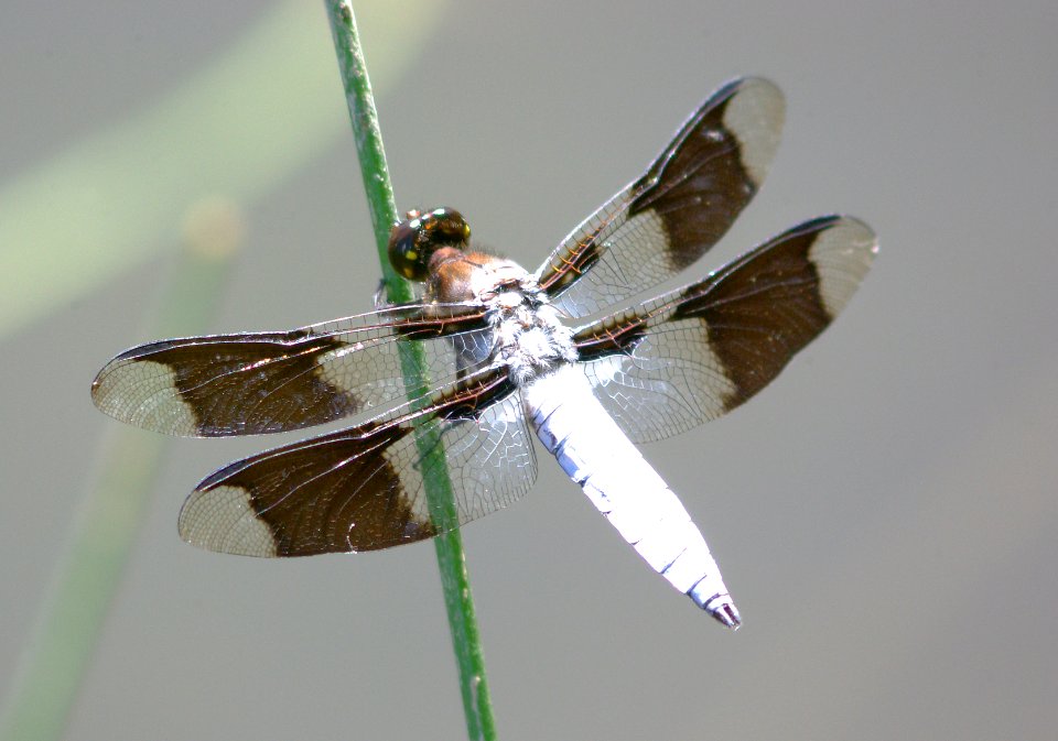 WHITETAIL, COMMON (libellula lydia) (5-18-08) santa margarita lake, san luis obispo co, ca -2
