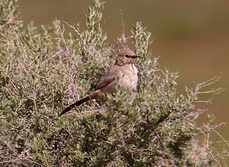 THRASHER, LECONTE'S (4-30-06) carrizo plain nat monument, slo co, ca