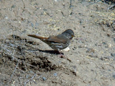 SPARROW, FOX (1-7-07) slate-colored, quail springs -1