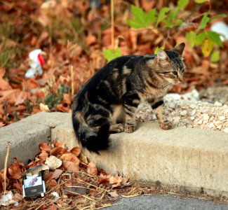 A stray cat photo