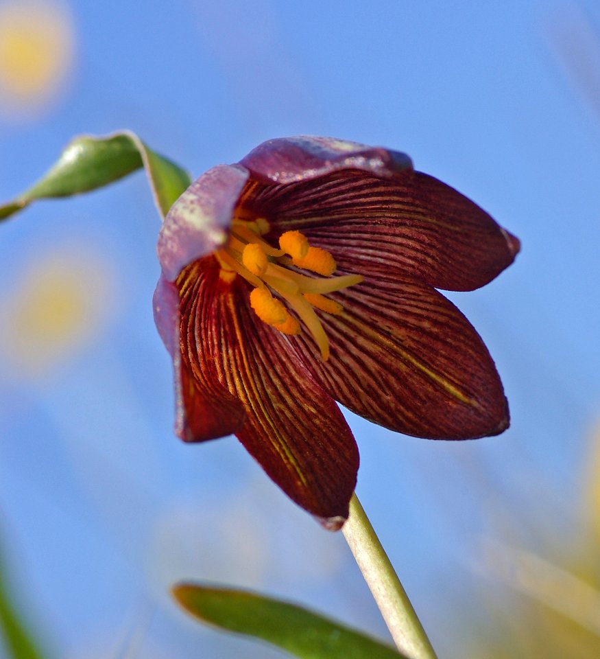 LILY, CHOCOLATE (fritillaria biflora) (4-5-08) - canet -03