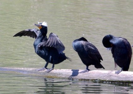 CORMORANT, DOUBLE-CRESTED (3-23-09) avila -02