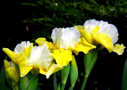 Iris.