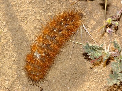 CATERPILLAR (4-21-08) carrizo, caliente -1