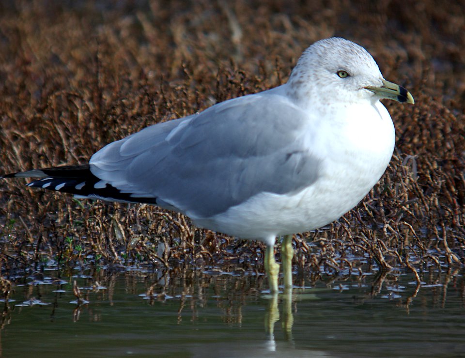 GULL, RING-BILLED (1-2-06)-1