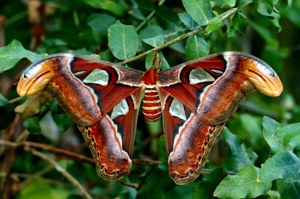 Atlas moth.(Attacus atlas)