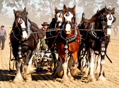 Horse Ploughing