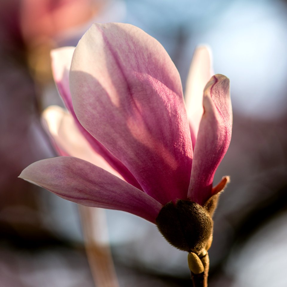 magnolia in the sun