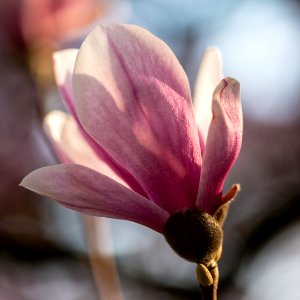 magnolia in the sun photo