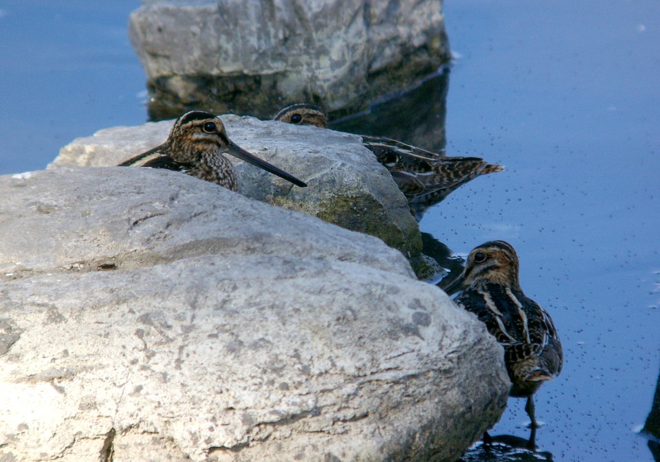 SNIPE, WILSON'S (11-16-07) atascadero -06