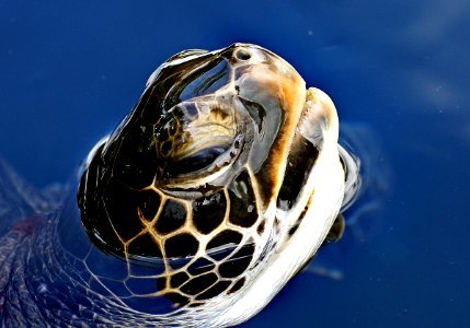 Green sea turtle. photo