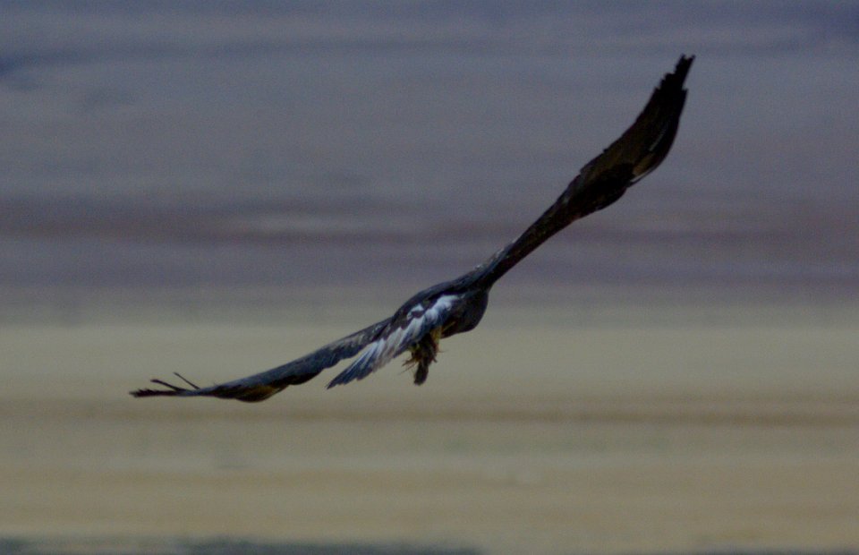 EAGLE, GOLDEN (11-9-08) sub-adult, carrizo plain, slo co, ca -4