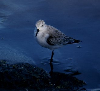 SANDERLING (10-28-06)-3