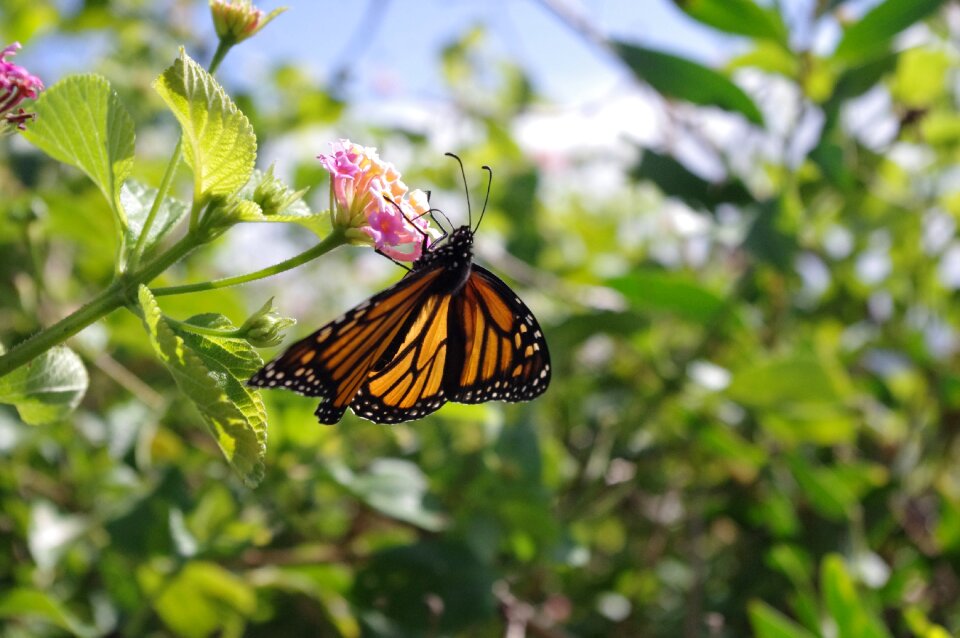 Summer wings insect