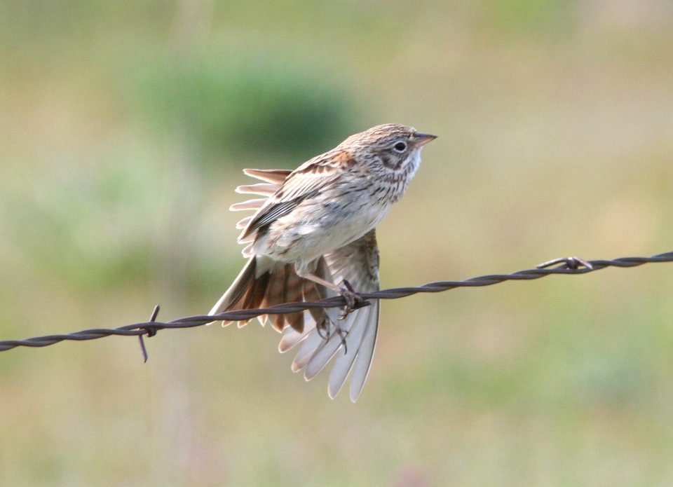 SPARROW, VESPER (3-24-08) carrizo -06