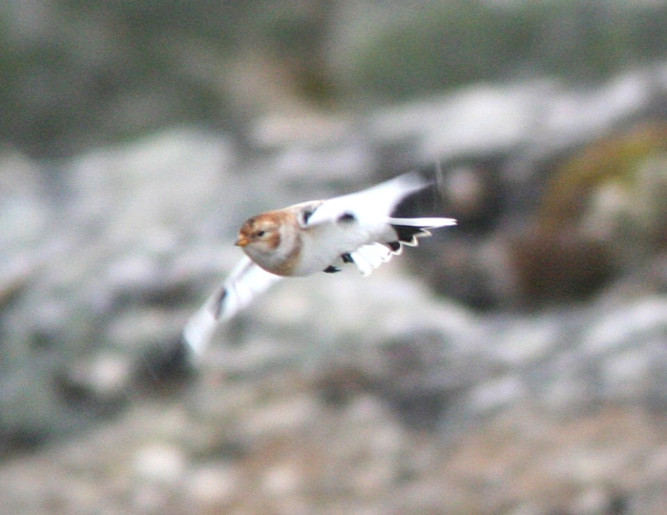 POSSIBLE MC KAY'S BUNTING (9-11-08) Gambell, Ak -09
