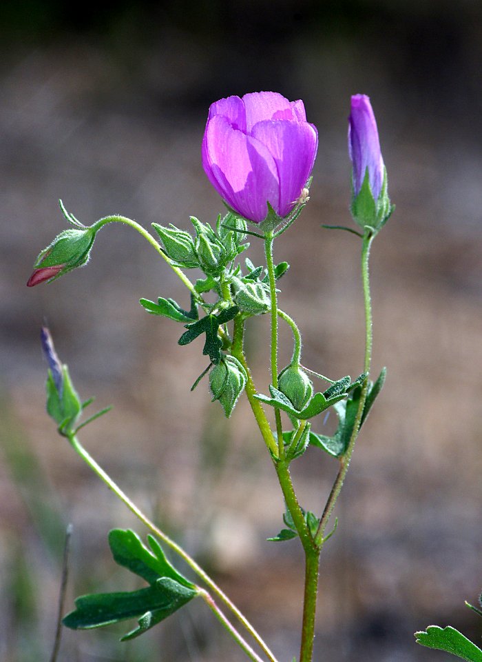 MALLOW, PARRY'S (malvastrum parryi) (4-23-07) car -02