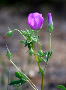 MALLOW, PARRY'S (malvastrum parryi) (4-23-07) car -02